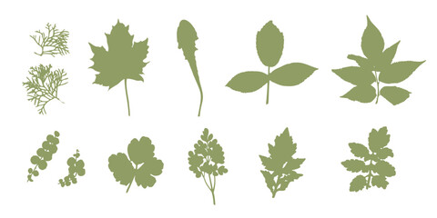 Set of  plants leaves silhouettes, dry leaf for herbarium. Vector.  Leaf scan and print