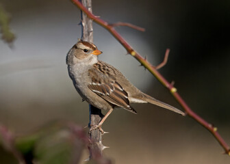 juvenile White-crowned Sparrow