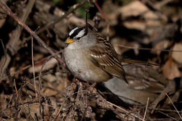 Portrait of an adult White-crowned Sparrow