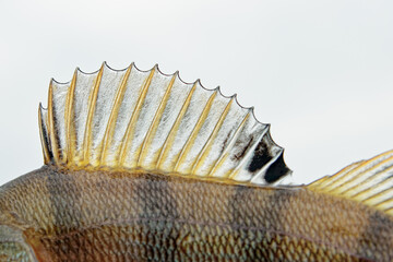 Dorsal fin of a perch, close-up