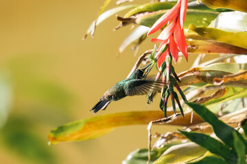 Hummingbird flying over the flowers in the foreground.