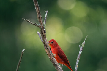red bird on tree branches in the foreground. Colombia. 