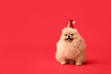 Cute Pomeranian dog in Santa hat on red background