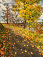 Naklejka premium pathway in park with trees with yellow leaves