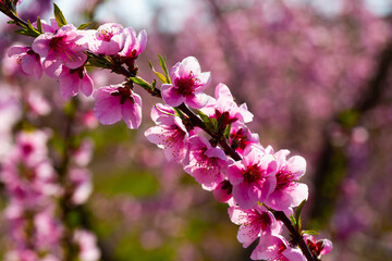 Beautiful blooming peach trees in spring garden