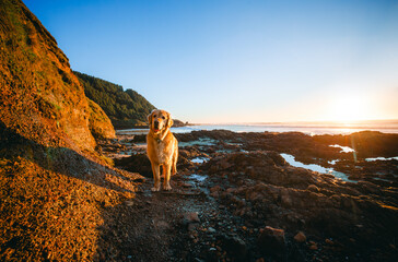 Dog at Devil's churn, Cape Perpertua Scenic Overlook, Yachats, natural landmark of the Oregon...