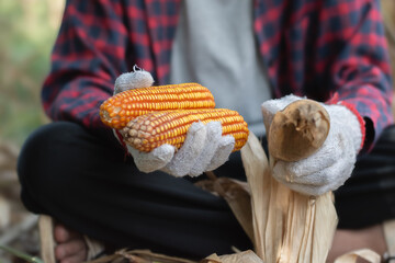 Asian boy holding and showing corncobs in hands on wooden basket in his own family cornfarmland,...