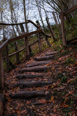 Wooden steps ascend in magical forest.