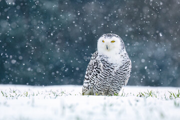 Snowy owl, Bubo scandiacus, perched in snow during snowfall. Arctic owl surrounded by snowflakes....