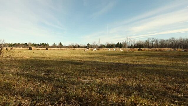 A herd of goats grazing in a pasture on a small farm in Ontario, Canada.