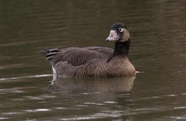 canada cross greylag goose hybrid on lake