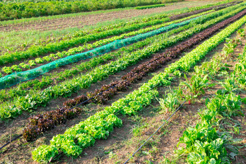 On sunny day long even rows of agricultural plants lettuce beetroot green onions grow on field.