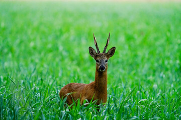 Naklejka na ściany i meble six point roe deer buck in the green crops looking at viewer