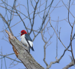 Solitary Red-Headed Woodpecker Perching On Broken Tree Snag