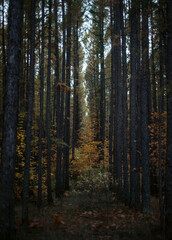 Fototapeta premium dark forest in autumn