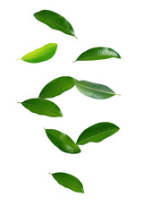 Falling green leaves isolated on white background