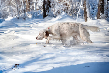 A hunting dog sniffs tracks in the snow. A white dog of the English setter breed walks through the snow in the winter forest. Hunting dogs.