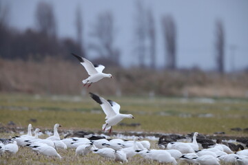The snow goose (Anser caerulescens) is a species of goose native to North America. This photo was taken in Japan.
