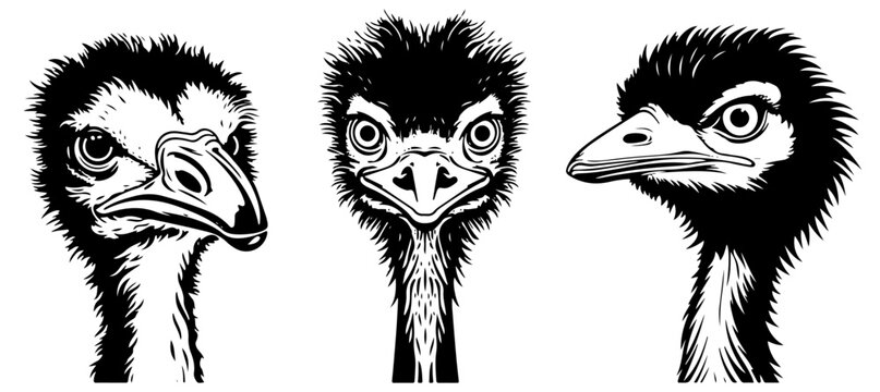 Set of ostrich head silhouettes