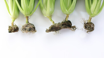 Roots of Pak Choi or Bok Choy Vegetable Brassica Rapa Subsp. Chinensi