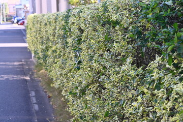 A hedge of variegated Japanese spindle ( Euonymus japonicus ).Celastraceae evergreen shrub....