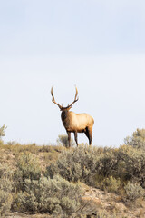 Male elk in Yellowstone National Park looking over his harem during rutting season