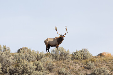 Male elk in Yellowstone National Park looking over his harem during rutting season