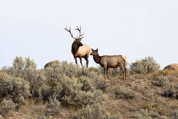 Naklejka na ściany i meble Male elk in Yellowstone National Park looking over his harem during rutting season