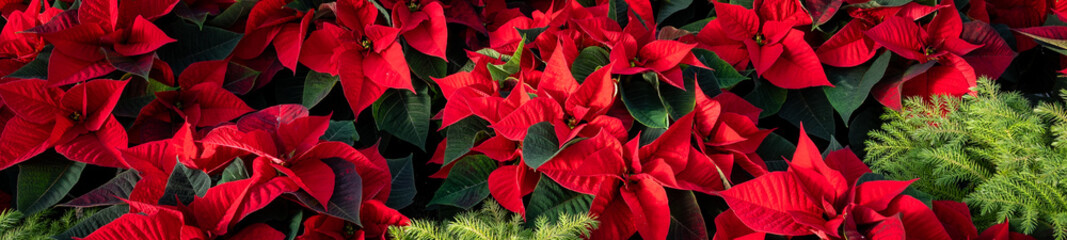 Christmas floral holiday background in red and green, red poinsettia plants and green evergreen plants, as a nature background
