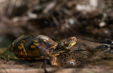 Female eastern box turtle from Massachusetts 