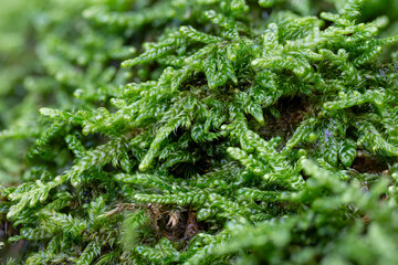 Fresh green moss leaves in detail.