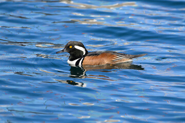 Male hooded merganser swimming on blue ocean water in the Pacififc Northwest