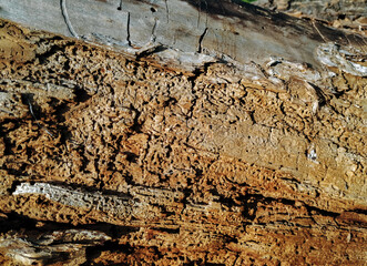 Texture of old rotten brown wood. Natural pattern on the trunk under the bark of a tree.