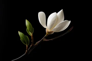 Rolgordijnen Blossoming blooming magnolia white plant petal spring background beauty flower nature © SHOTPRIME STUDIO