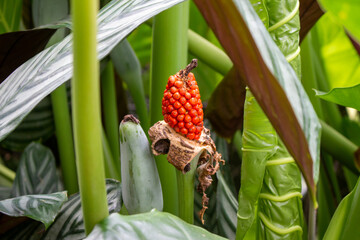 Orelha de Elefante &ndash; Alocasia macrorrhiza