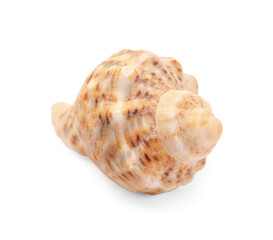 Beautiful seashell isolated on white. Beach object