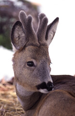 Fototapeta premium Capriolo (Capreolus capreolus)