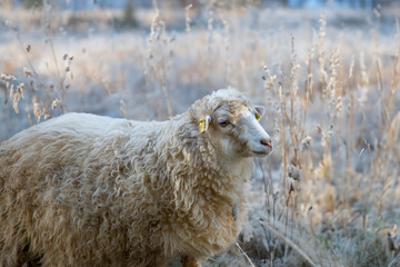 Single sheep on the farm in winter on a frosty morning