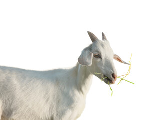 Cute goat isolated on white. Farm animal