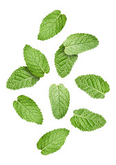 Fresh mint leaves falling on white background