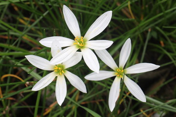 Fototapeta premium white colored Autumn zephyrlily plant on farm