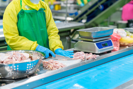 Worker cut chicken meat and weight.