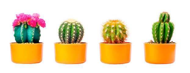 Tiny mini cactus in yellow pots over isolated transparent background - obrazy, fototapety, plakaty