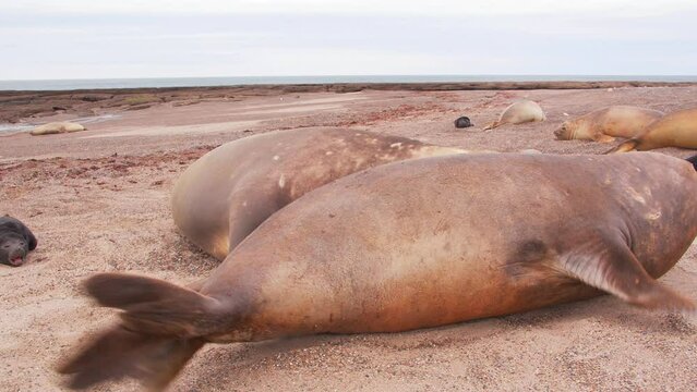 Male Elephant Seal tries to dominate the female who is unwilling to mate and she flicks sand into his face