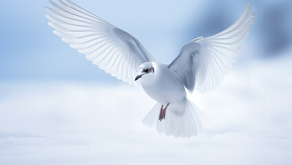 Close-up of a snow petrel soaring gracefully in the Antarctic air - obrazy, fototapety, plakaty
