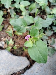 plant growing in the ground