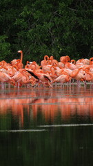 Obraz premium Flamencos en Yucatán