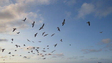 Aves en la playa de Progreso, Yucatán. Muy cerca de la ciudad de Mérida - obrazy, fototapety, plakaty