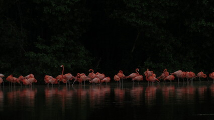 Fondo de pantalla flamingos