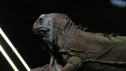 Piel a detalle de una iguana
